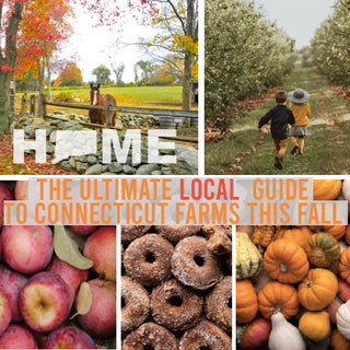 Best Apple & Pumpkin Picking In Connecticut: The Ultimate Guide To CT's BEST Fall Farms