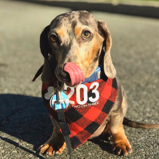 Flannel 203 Connecticut Dog Bandana