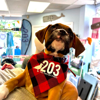 Flannel 203 Connecticut Dog Bandana