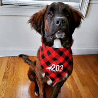 Flannel 203 Connecticut Dog Bandana